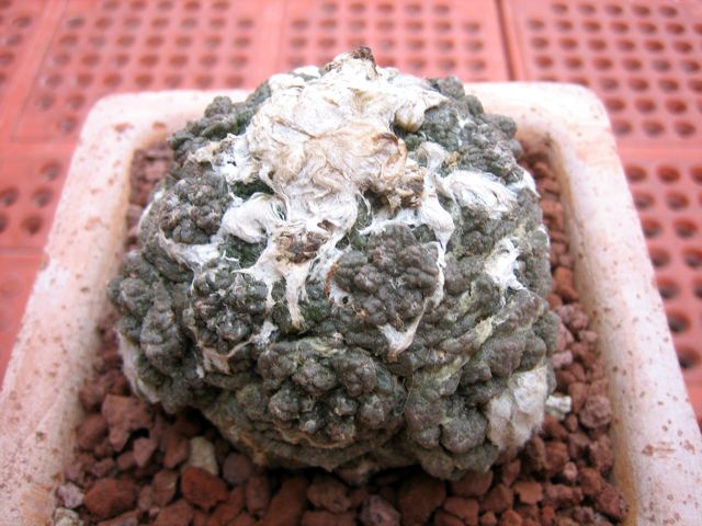 Ariocarpus fissuratus f. monstruosus 