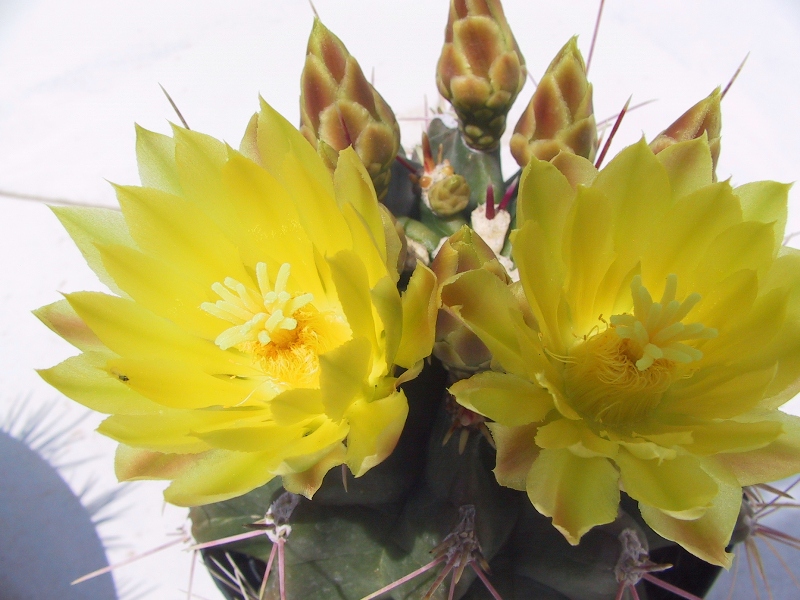 Ferocactus hamatacanthus cv. inermis 