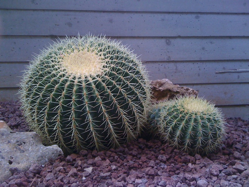 Echinocactus grusonii 