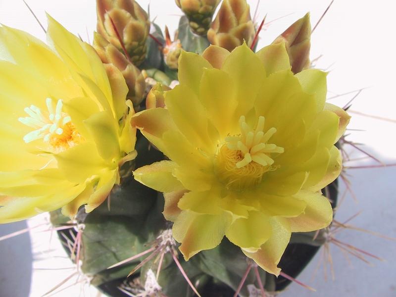 Ferocactus hamatacanthus cv. inermis 