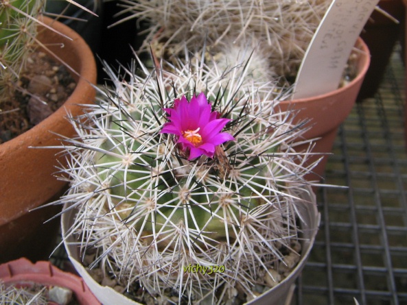 Turbinicarpus horripilus 