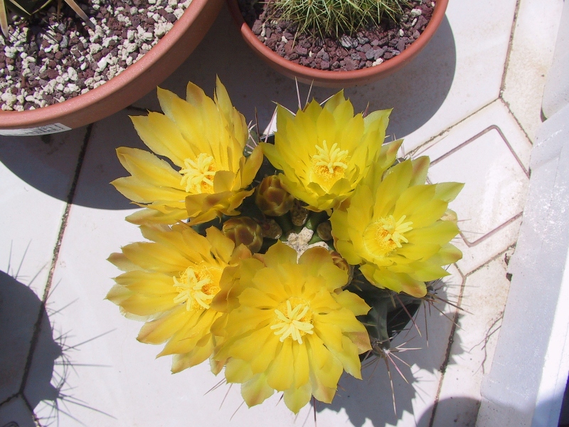 Ferocactus hamatacanthus cv. inermis 