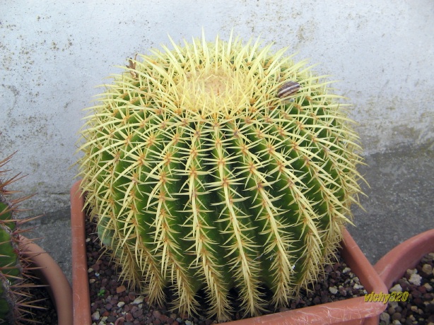 Echinocactus grusonii 