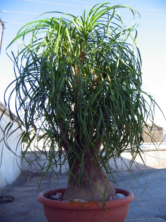 Nolina recurvata 