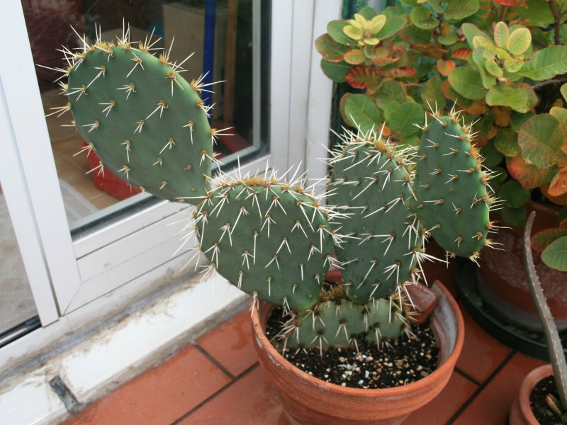 opuntia phaeacantha