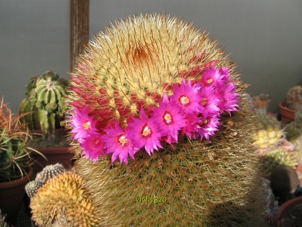 Mammillaria spinosissima 