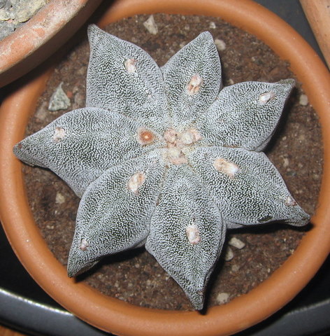 Astrophytum myriostigma f. multicostatum 