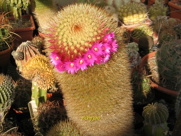 Mammillaria spinosissima 