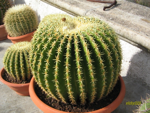 Echinocactus grusonii cv. intermedius 