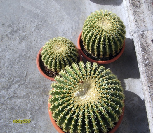 Echinocactus grusonii cv. intermedius 