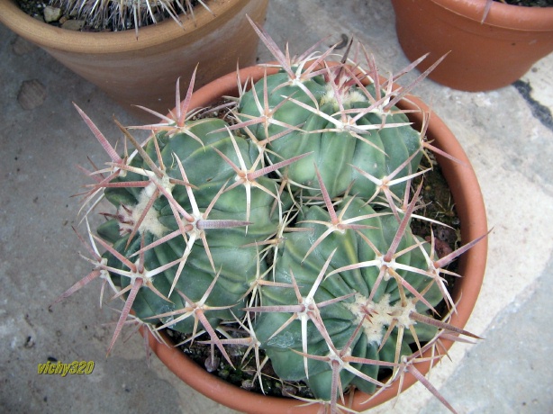 Echinocactus texensis 