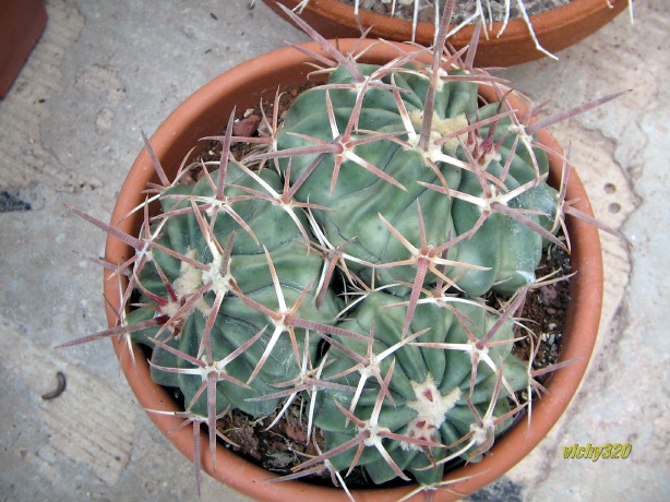 Echinocactus texensis 