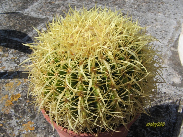 echinocactus grusonii cv. krauskopf