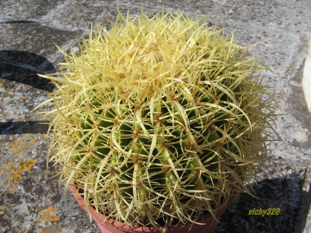 Echinocactus grusonii cv. Krauskopf 