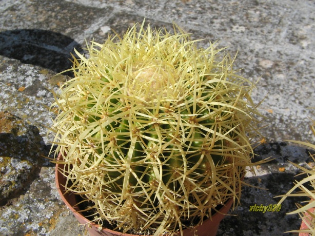 Echinocactus grusonii cv. krauskopf 