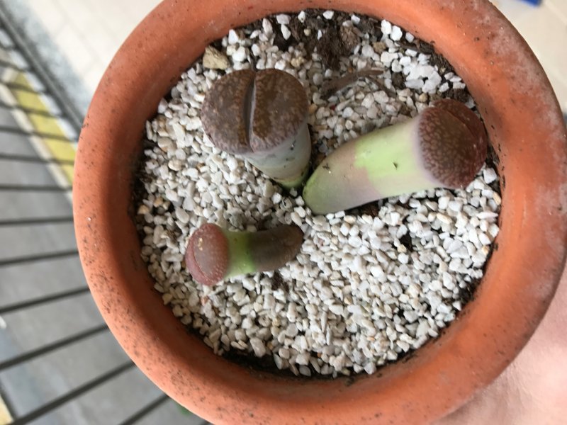Lithops  