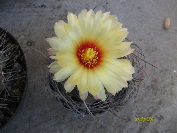 Astrophytum capricorne 