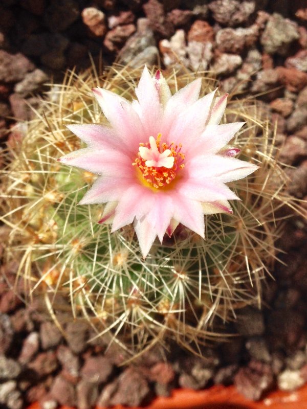 Turbinicarpus knuthianus 