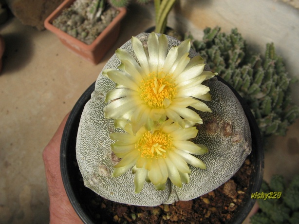 Astrophytum myriostigma f. tricostatum 