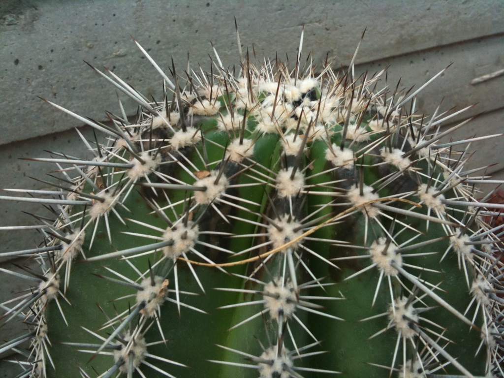 Carnegia  
