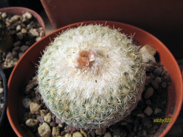 Epithelantha micromeris 