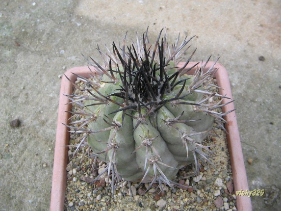 Copiapoa cinerea 