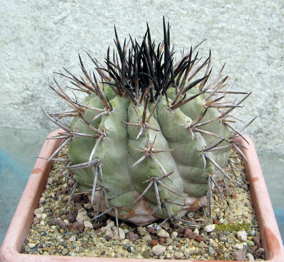 Copiapoa cinerea 