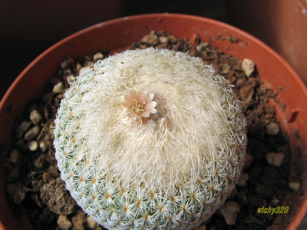 Epithelantha micromeris 