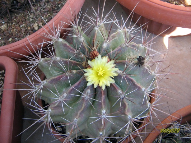 Ferocactus echidne v. rhodanthus 