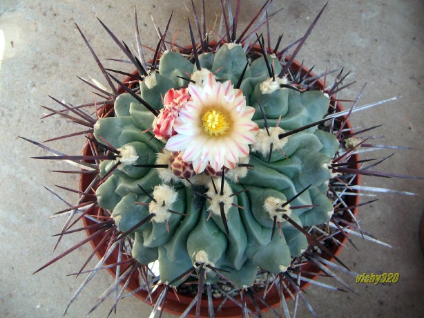 Thelocactus rinconensis 