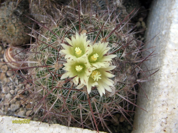 Echinofossulocactus albatus 