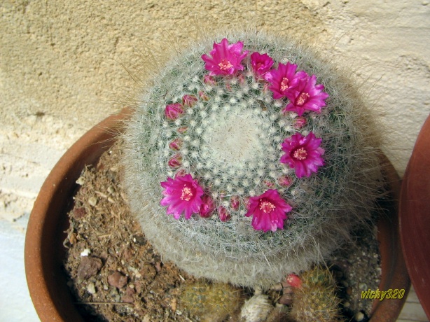 Mammillaria hahniana 