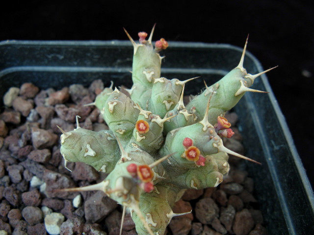 Euphorbia immersa 