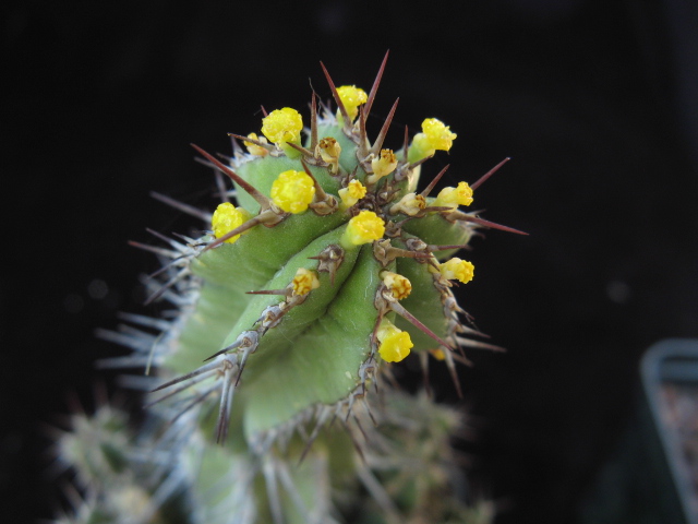 Euphorbia fruticosa 