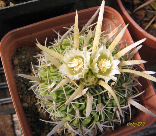 Echinofossulocactus cv. rasta 