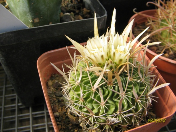 Echinofossulocactus cv. rasta 