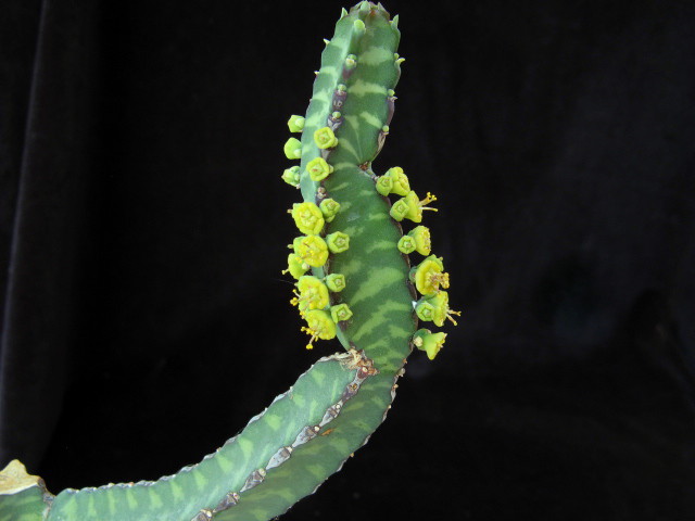 Euphorbia borenensis 