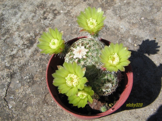 Echinocereus  viridiflorus 