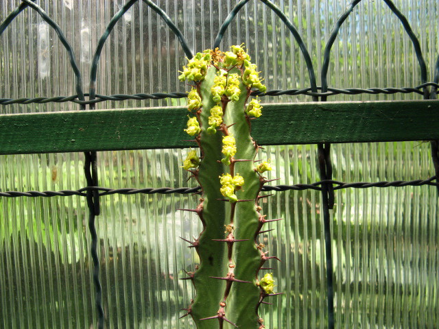 Euphorbia zoutpansbergensis 