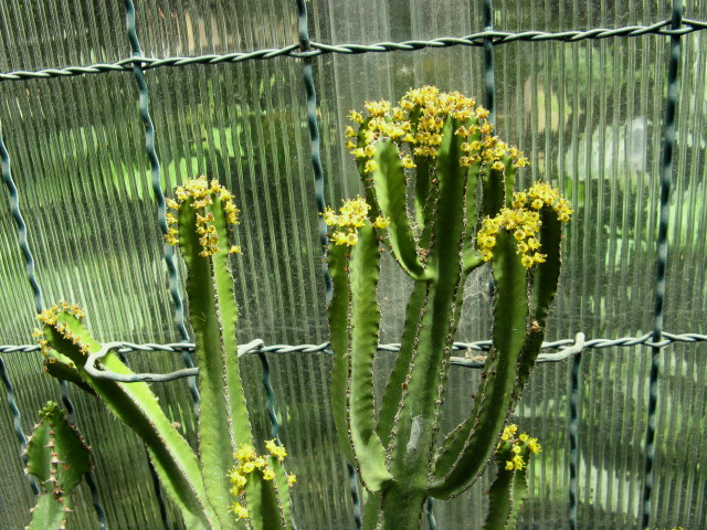 Euphorbia polyacantha ssp. rossenii 