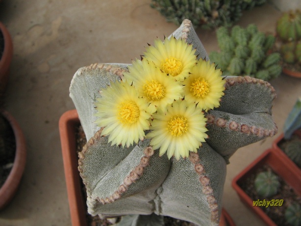 Astrophytum myriostigma 