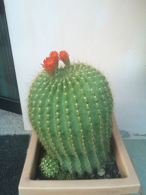 Echinopsis bruchii  
