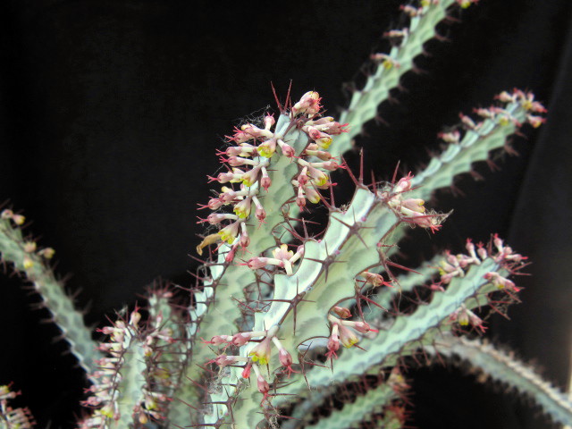 Euphorbia greenwayi 