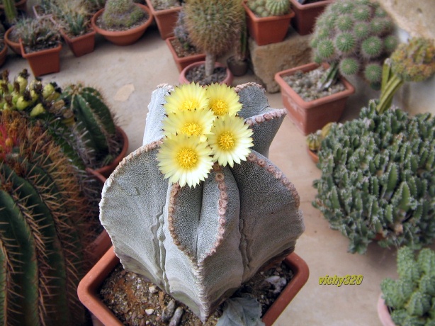 Astrophytum myriostigma 