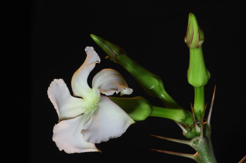 Pachypodium saundersii 