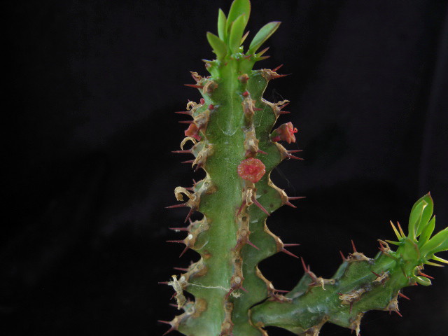 euphorbia richardsiae