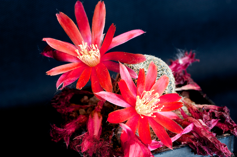 Rebutia densipectinata KK 849