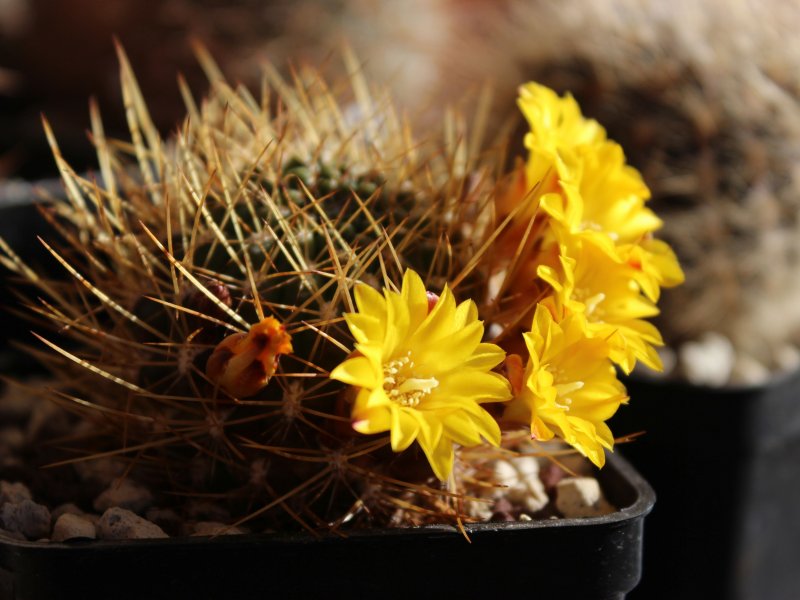 Sulcorebutia arenacea v. kamiensis WR607