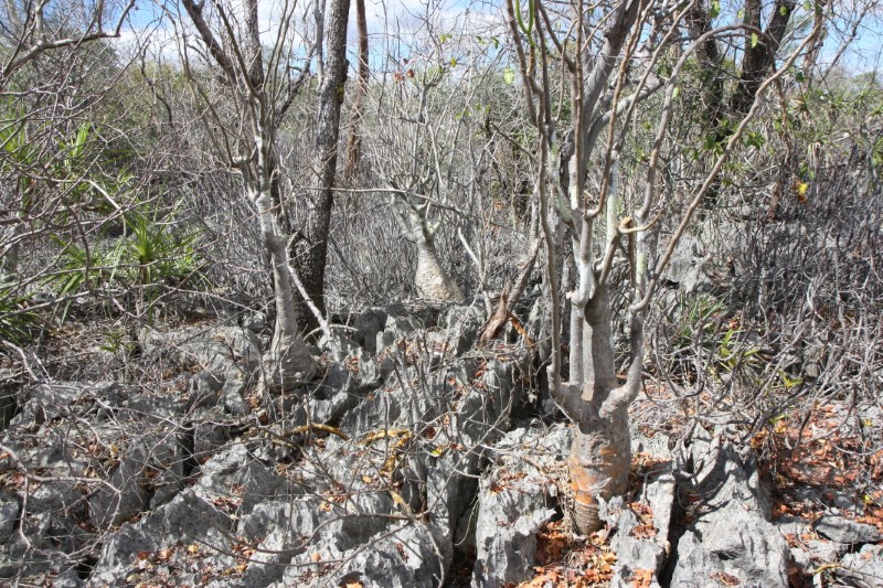 Pachypodium decaryi 