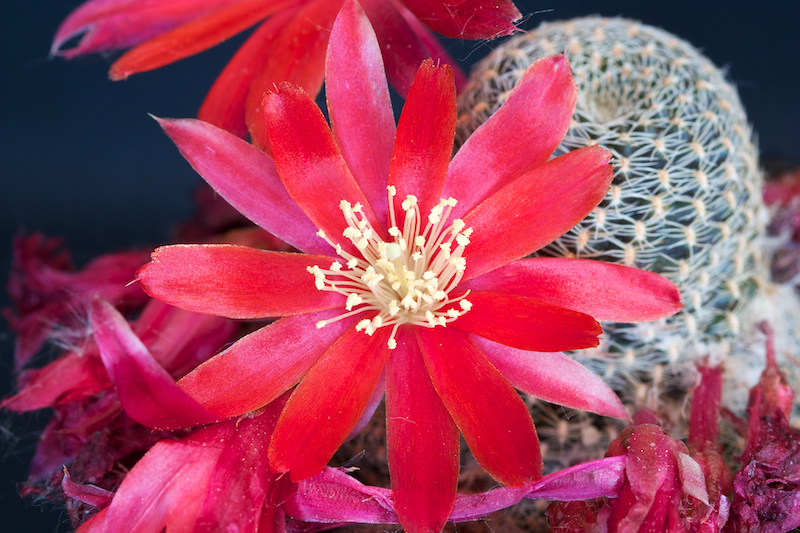 Rebutia densipectinata KK 849